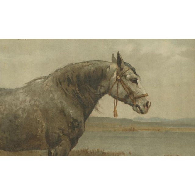 After Otto Eerelman, Russian Draft Horse, 1898, Lithograph on Paper For Sale - Image 4 of 9