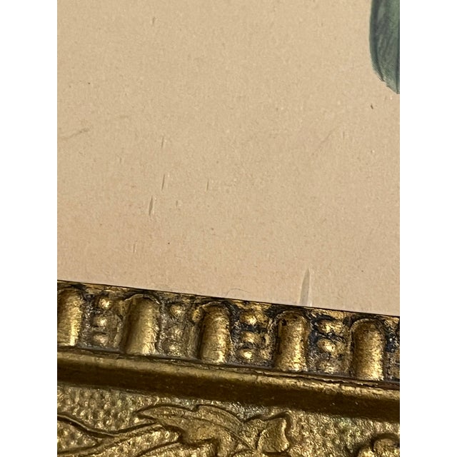 Early 20th Century Framed J. Gould Bird Prints in Ornate Gilt Frames - a Pair For Sale - Image 16 of 18