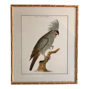 Cockatoo Bird Print in Gold Faux Bamboo Frame