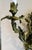 Antique Pair French 19th Century Louis XV Gilt Bronze Two Light Wall Sconces For Sale - Image 9 of 18