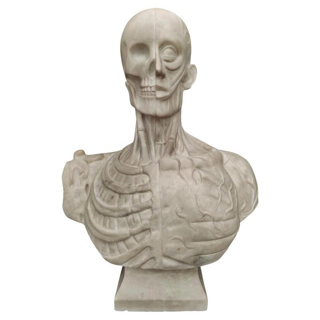 Jean-Antoine Houdon, Anatomical Bust from the Houdon Model, Carrara Marble For Sale - Image 12 of 12