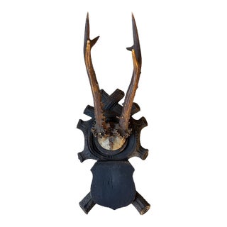 1990s Roe Deer Trophy 105 Black Forest Antlers For Sale