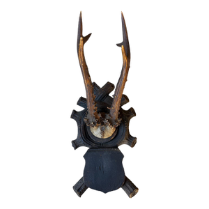 1990s Roe Deer Trophy 105 Black Forest Antlers
