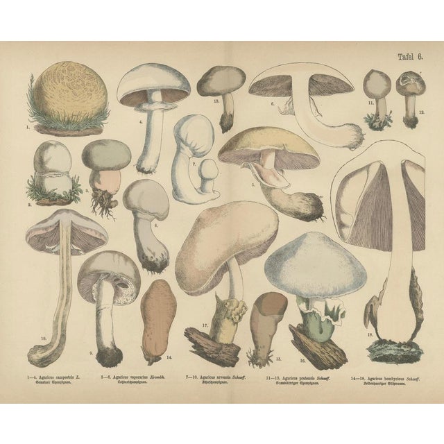 Agaricus Mushrooms – Antique Botanical Lithograph, German Mycology 1885 This botanical lithograph from 1885 focuses on...