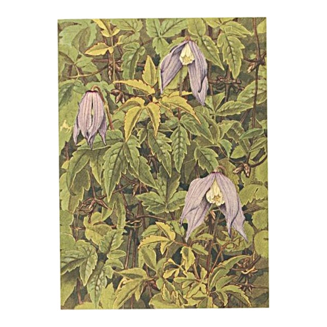 1945 Botanical Watercolor Lithograph-Clematis For Sale