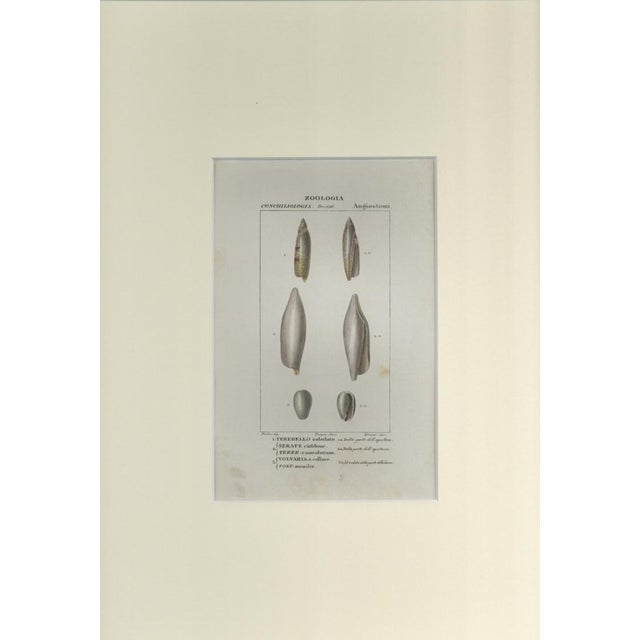 This is one of the illustrations of "Dizionario di scienze naturali" (Natural sciences dictionary) edited by Battelli nel...