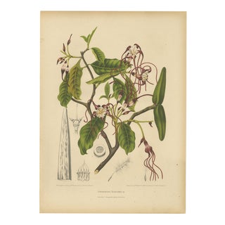 Berthe Hoola van Nooten, Poison Arrow Vine, 1880, Chromolithograph For Sale