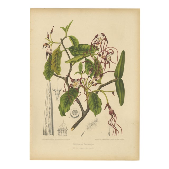 Berthe Hoola van Nooten, Poison Arrow Vine, 1880, Chromolithograph For Sale