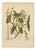 Berthe Hoola van Nooten, Poison Arrow Vine, 1880, Chromolithograph For Sale
