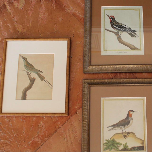 Birds: Antique Copperplate Engravings of by François Martinet - Set of Four For Sale - Image 14 of 14