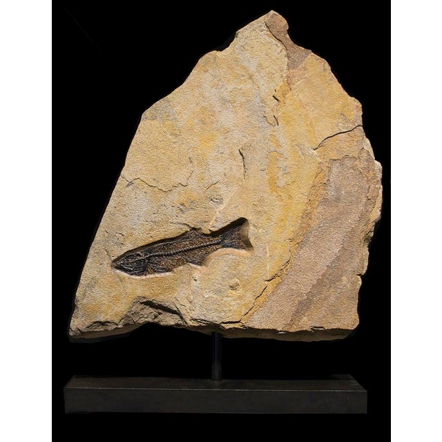 This stone sits atop a metal post and base, allowing it to freely rotate. The fossils include a Diplomystus dentatus, a...