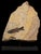 This stone sits atop a metal post and base, allowing it to freely rotate. The fossils include a Diplomystus dentatus, a...