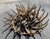 1940s Folky Wooden Elk Horn Chandelier For Sale - Image 4 of 7