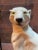 Art Deco Vintage Italian White Cougar Panther Cat Life Size Statue For Sale - Image 3 of 10