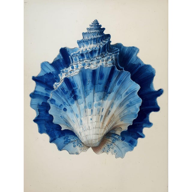 Set of 8 – Blue and White Conch Shells Collection | Coastal Natural History Fine Art Prints For Sale - Image 11 of 18