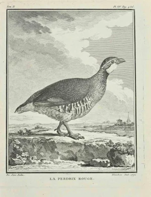 Jaqcues Blanchon, La Perdrix, Etching, 1771