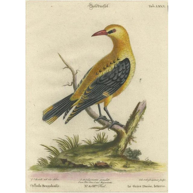 Paper Seligmann, Regal Golden Thrush Perched, 1749, Print For Sale - Image 7 of 7