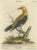 Paper Seligmann, Regal Golden Thrush Perched, 1749, Print For Sale - Image 7 of 7