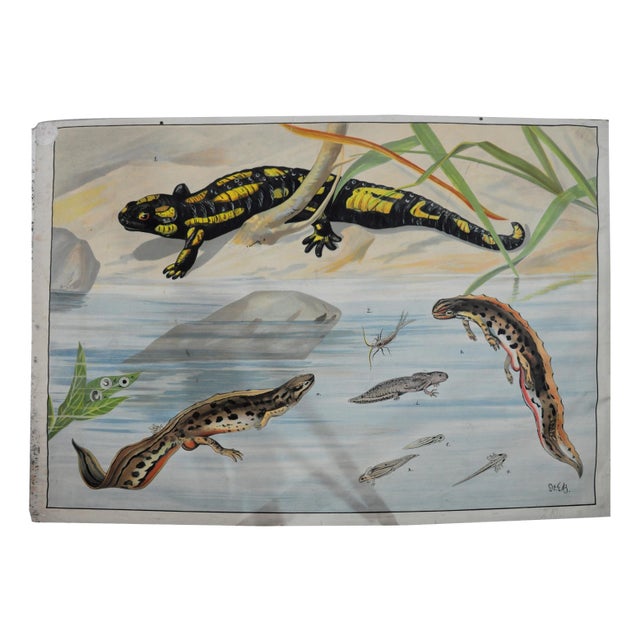 Vintage Salamander Newt Amphibians Tadpoles Underwater Wall Chart Print For Sale