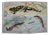 Vintage Salamander Newt Amphibians Tadpoles Underwater Wall Chart Print For Sale