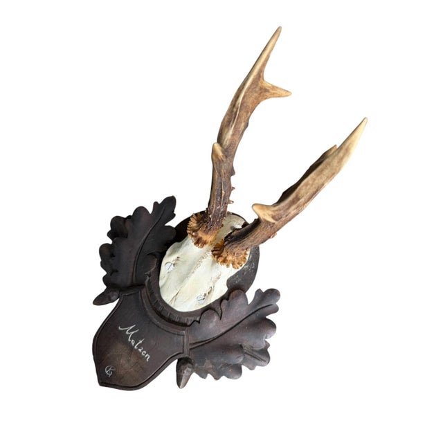 Roe deer trophy mounted on a wood plaque with acorns and oak leaves