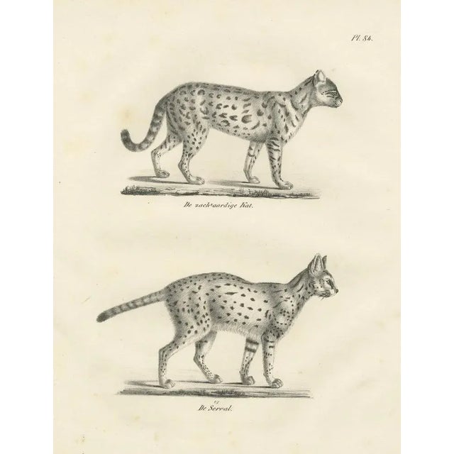 Paper C.C. G. Zool, Gentle Cat and the Serval in Poses, 1836, Print For Sale - Image 7 of 11