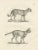Paper C.C. G. Zool, Gentle Cat and the Serval in Poses, 1836, Print For Sale - Image 7 of 11