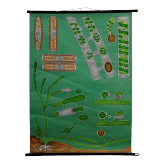 Quentell Freshwater Algae Plants Maritime Decoration by Pull-Down Wall Chart For Sale