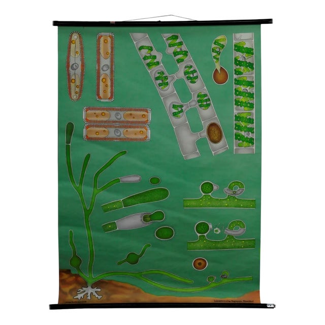 Quentell Freshwater Algae Plants Maritime Decoration by Pull-Down Wall Chart For Sale
