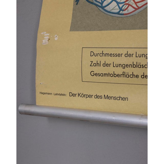 Vintage School Poster Breathing and Blood Circulation from Lehrmittelverlag Wilhelm Hagemann, 1970s For Sale - Image 12 of 14