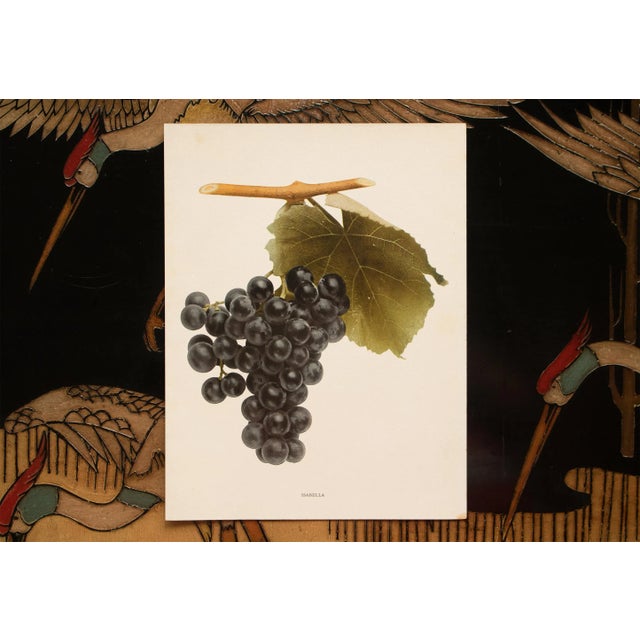 1900s U. P. Hedrick, Original Antique Photogravure of Isabella Grapes For Sale In Dallas - Image 6 of 7