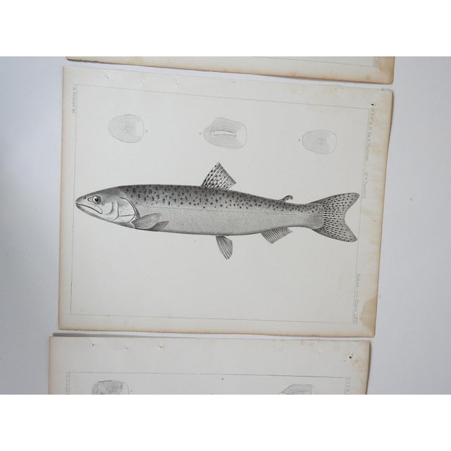 Rustic Mid 19th Century Us Pacifc Railroad Fish Lithograph Book Plates - Set of 3 For Sale - Image 3 of 9