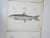Rustic Mid 19th Century Us Pacifc Railroad Fish Lithograph Book Plates - Set of 3 For Sale - Image 3 of 9
