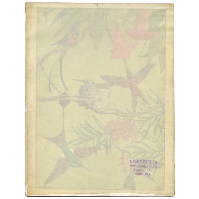 1950s William Neave Parker, Hummingbirds Illustration, 1950s, Gouache For Sale - Image 5 of 9