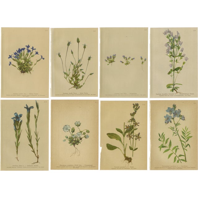 Alpine Gentian Botanical Illustrations, 1897, Set of 8 For Sale