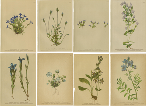 Alpine Gentian Botanical Illustrations, 1897, Set of 8