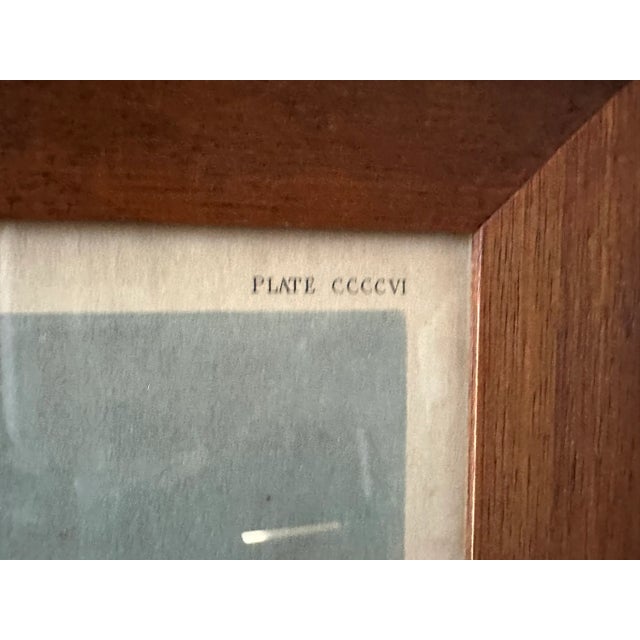 This framed Audubon print of swans is a timeless piece from one of America’s most celebrated naturalists, offering both...