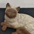 Vintage Ceramic Siamese Life Sized Cat Sculpture For Sale - Image 10 of 14