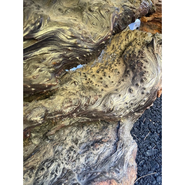 1970s Redwood Burl Coffee Table with Root Base For Sale - Image 11 of 13