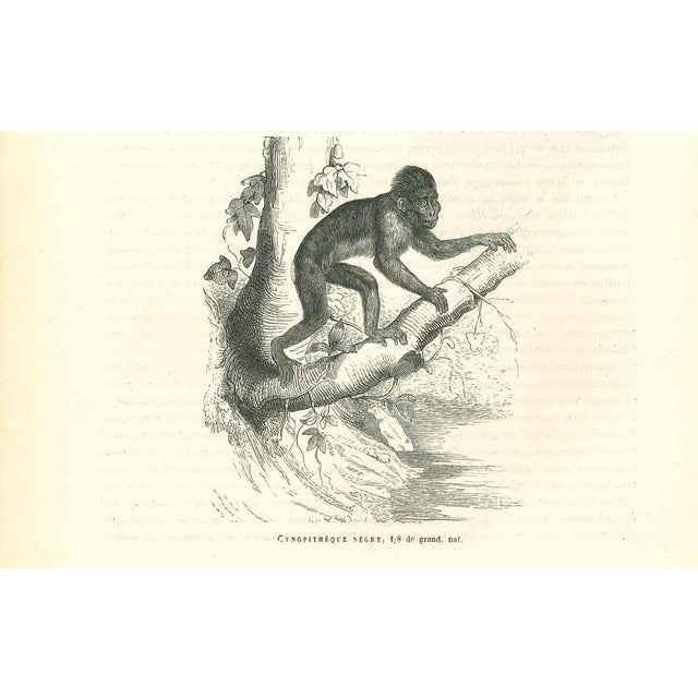 The Gorilla is an original lithograph on ivory-colored paper, realized by Paul Gervais (1816-1879). The artwork is from...