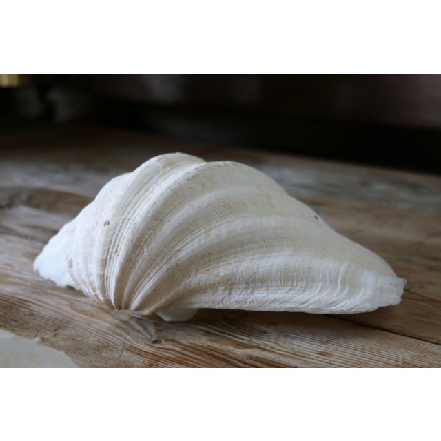 Set of 5 Large Natural Nautical Seashells | Coastal Beach House Decor | Organic Sculptural Display For Sale - Image 9 of 18