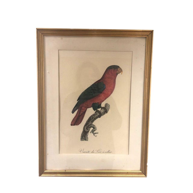 Lori à Collier Engraving by Auguste Pinxt, 1950s For Sale - Image 6 of 6