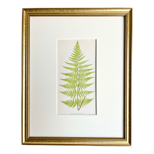Antique Botanical Lithograph of a Fern Print by Edward J. Lowe London c.1867