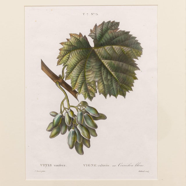 Copper plate engraving of the Common Grape Vine by Pancrace Bessa, 1819. Engraving with original hand-coloring on laid...
