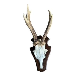 1980s Roe Deer Trophy 17 Black Forest Antlers Mount For Sale