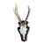 1980s Roe Deer Trophy 17 Black Forest Antlers Mount For Sale