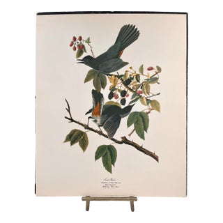 1964 Audubon Folio Lithograph Great Bird Paintings - "Cat Bird" 17x14 For Sale