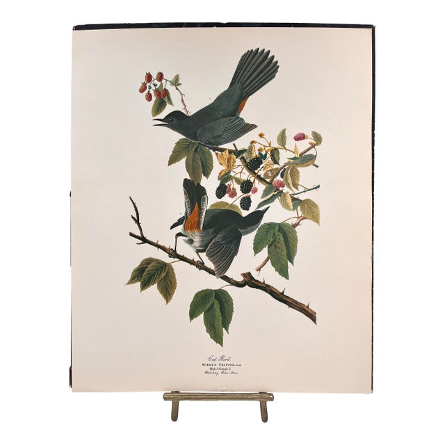1964 Audubon Folio Lithograph Great Bird Paintings - "Cat Bird" 17x14 For Sale