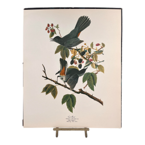 1964 Audubon Folio Lithograph Great Bird Paintings - "Cat Bird" 17x14