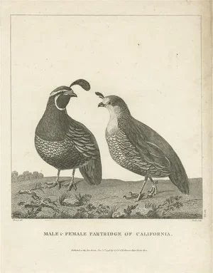Male and Female Partridge of California, 1799, Paper